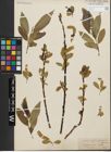 Foto von Salix fragilis L. x Salix pentandra L.